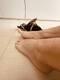 Piedi